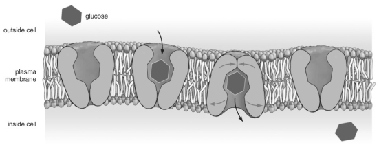   Refer to the figure above and then answer the question that follows. -For this type of transport to take place, which of the following must be true about the interior and exterior environments? A)  The amount of glucose outside the cell must be less than the interior concentration. B)  The glucose concentration must be higher outside the cell than inside the cell. C)  The glucose concentrations on both sides of the cell are the same. D)  A transport protein is involved, so it doesn't matter what the concentrations of glucose on either side of the membrane.