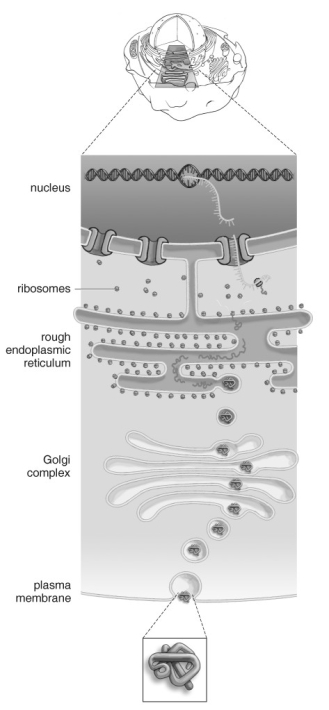   Refer to the figure above and then answer the question that follows. -Which choice is the best description of what is happening? A)  DNA moves into the cytoplasm by moving through the endoplasmic reticulum, where it will be used to make proteins. B)  A RNA copy of the DNA moves into the cytoplasm, where it docks with a ribosome to produce proteins. C)  A piece of RNA fuses with the DNA at the ribosome. This complex is used to make proteins that float through the endoplasmic reticulum. D)  Proteins are made in the nucleus from the RNA; they move into the endoplasmic reticulum and are then shuttled to the Golgi complex.