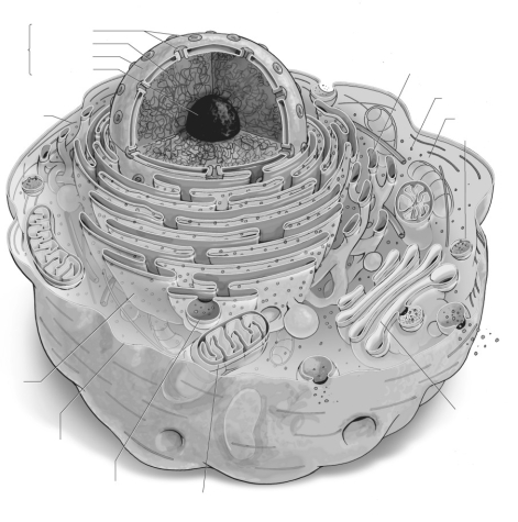 Label the parts of the animal cell.   