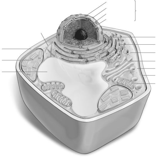 Label the parts of the plant cell.   