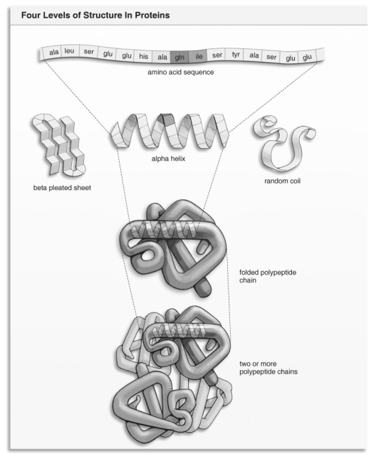   Refer to the figure above and then answer the question that follows. -The difference between one amino acid and another is: A)  the type of peptide bond that each contains. B)  whether or not it is saturated. C)  the type of R-group that it may contain. D)  the type of sugar that each contains. E)  the type of base groups it contains.
