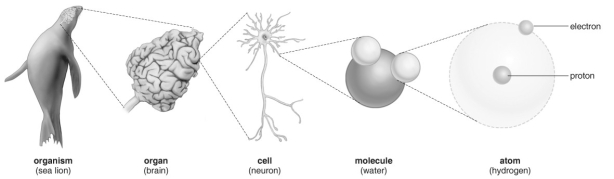   Refer to the figure above and then answer the question that follows. -Describe at which level life begins.