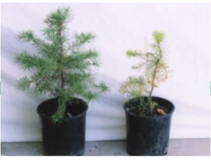 The two plants shown here have been watered and fertilized identically, and have been maintained in exactly the same light and temperature conditions. What is the difference between the plant on the left and the one on the right in the picture below?   A)  the absence of mycorrhizal fungi in the soil on the left B)  the presence of mycorrhizal fungi in the soil on the left C)  the absence of honeybee pollinators in the soil on the left D)  the presence of honeybee pollinators in the soil on the right