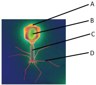 Label the indicated parts of the bacteriophage.    a. ____________________ b. ____________________ c. ____________________ d. ____________________