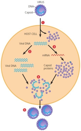 In this figure, depicting the series of events during a viral infection and release from a cell, what is happening at stage 3?   A)  Viral DNA is replicated. B)  Viral DNA is transcribed. C)  Viral mRNA is translated. D)  Viral mRNA is replicated.