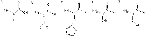 Which of the amino acids are hydrophobic?   A)  A B)  A, B C)  A, B, C D)  A, B, D E)  B, E