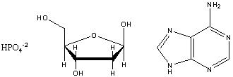 Draw the structure of the nucleotide formed from the base adenine, ribose and phosphate shown below:  
