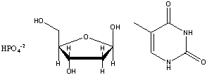 Draw the structure of the nucleotide formed from the base thymine, ribose and phosphate shown below:  