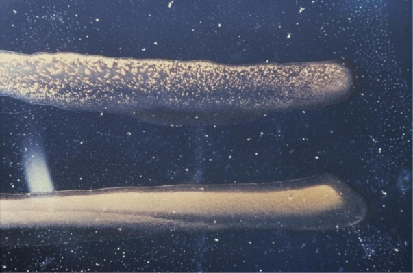 The top image provided is an example of a/an __________________ test.   Source: CDC A)  precipitation B)  double diffusion C)  agglutination D)  flocculation