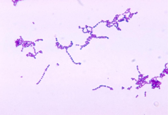 A swab of the serous fluid of skin blisters was obtained from lesions around the mouth and nose of 4-year-old female. The image provided demonstrates the direct Gram stain of the serous fluid.   Source: CDC You would expect this organism to be A)  nonhemolytic. B)  catalase negative. C)  coagulase positive. D)  sodium hippurate positive.