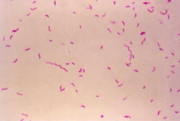 A stool agar plate incubated at 42°C in an atmosphere of 5% O<sub>2</sub>, 10% CO<sub>2</sub>, and 85% N<sub>2</sub> grew as a tan colony that tends to follow the streak lines. An image of the Gram stain results of the colonies is provided.   Source: CDC You would expect this organism to be A)  oxidase positive. B)  catalase positive. C)  hippurate hydrolysis negative. D)  a and b. E)  all of the above.