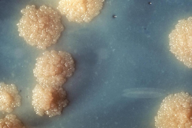 The acid-fast colonies in the image provided demonstrated no color change with exposure to light.   Source: CDC and Dr. George Kubica Given that the organism produces a yellow color on the niacin accumulation test and pink color on the nitrate reduction test, what additional characteristic is considered presumptive for this organism? A)  Serpentine cording B)  Rapid growth C)  Requirement for hemin D)  Growth at 30°C