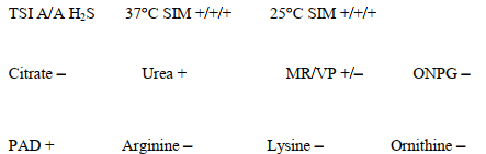 A 25-year-old female complained of burning on urination. The urine culture grew a clear colony on MacConkey agar. Biochemical testing revealed the following:   This organism will also A)  swarm. B)  need to be serotyped. C)  appear as a mucoid colony. D)  exhibit multiple antibiotic resistance.