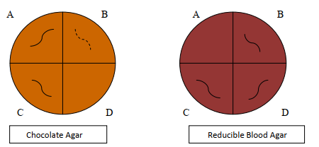 Using the aerotolerance testing plates provided, which of the following organisms suggests a strict anaerobe?   A)  A B)  B C)  C D)  D