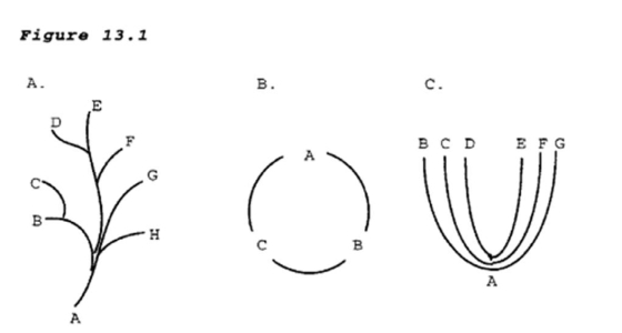 In the figure, the pattern of divergent evolution is best illustrated by   A)  A. B)  B. C)  C. D)  None is a good illustration of divergent evolution.