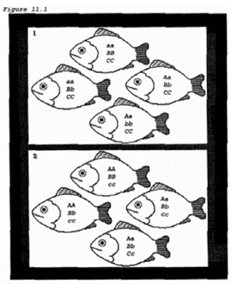 The two populations represented in boxes 1 and 2 of the figure   A)  have different allele frequencies. B)  are genetically identical. C)  contain the same alleles. D)  are probably different species.