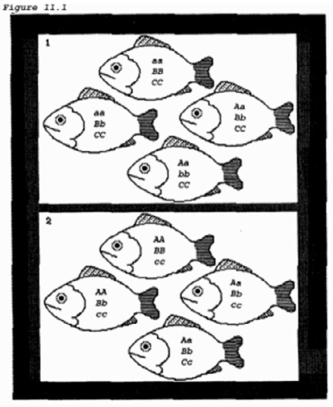 The allele frequency of allele A for the collection of fish in box 2 of the figure is   A)  25%. B)  50%. C)  75%. D)  100% and 50%.