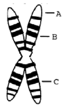 According to the diagram, genes ______ are most likely to be inherited together and genes ______ are least likely to be inherited together.   A)  A and B; A and C B)  A and B; B and C C)  B and C; A and C D)  A and C; A and B