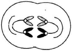 The cell below is in   A)  prophase. B)  telophase. C)  anaphase. D)  metaphase.