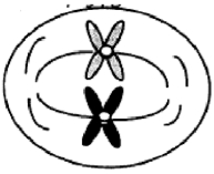 The cell below is in   A)  prophase. B)  telophase. C)  anaphase. D)  metaphase.