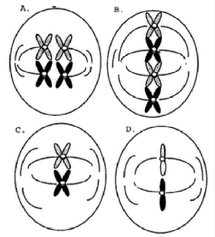 Which figure below represents meiosis I for an organism with a diploid number of 4?   A)  A B)  B C)  C D)  D