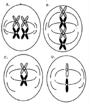 Diagram B in the figure below could represent the cell of an organism with a diploid number of ____ undergoing ___.   A)  4; meiosis I B)  8; meiosis I C)  4; meiosis II D)  8; meiosis II
