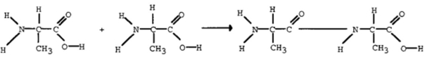 The reaction below represents a ____ reaction. A) dehydration synthesis B) hydrolysis C) unbalanced D) equilibrium