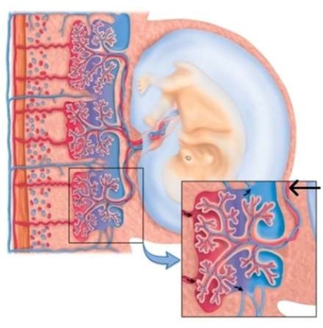 The larger black arrow in the right quadrant of the photo below is pointing to which part of the fetal portion of the placenta?   A)  Umbilical artery B)  Umbilical venule C)  Chorionic villus D)  Fetal capillaries