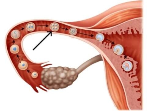 <strong>In this picture of the egg traveling through the fallopian tube, the arrow is pointing to Day after fertilization, when there are four cells in the egg.  </strong> A) 4 B) 3 C) 2 D) 1 <div style=padding-top: 35px> 