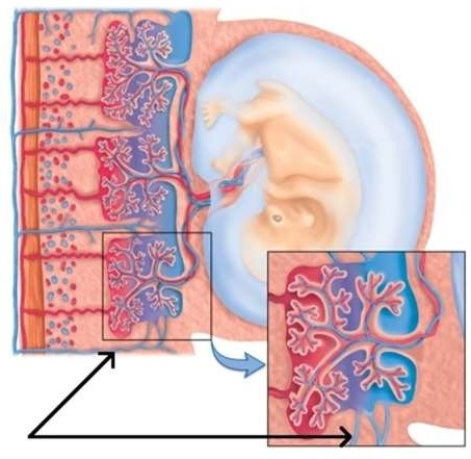 <strong>In the picture below, the black arrows are pointing to which part of the placenta?  </strong> A) Uterine Muscle B) Maternal Arteriole C) Uterine Wall D) Maternal Venule <div style=padding-top: 35px> 