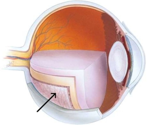 The structure of the eye referred to in this image   A)  converts light rays into electrical impulses. B)  contains smooth muscles that attach to the lens of the eye. C)  contains photoreceptor cells called rods and cones. D)  delivers oxygen and nutrients to the retina.