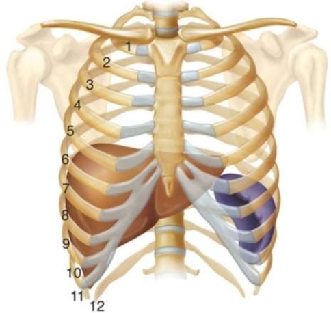 This diagram of the rib cage shows that fractures to ribs 7, 8, or 9 can also damage   which organs? A)  Spleen and stomach B)  Liver and stomach C)  Liver and spleen D)  Diaphragm and stomach