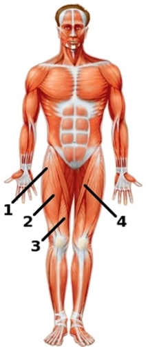 In this image, which is the rectus femoris?   A)  4 B)  2 C)  3 D)  1