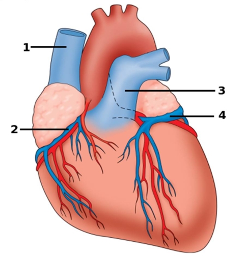 Which is the Great cardiac vein?   A)  4 B)  3 C)  2 D)  1