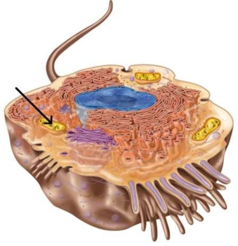 <strong>Which part of the cell is indicated in this picture? </strong> A) Nucleolus B) Golgi apparatus C) Mitochondrion D) Ribosomes