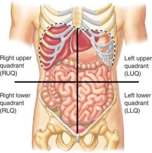 <strong>The left upper quadrant contains which organs? </strong> A) Liver, gallbladder, stomach, kidney B) Intestines, aorta, bladder, appendix C) Stomach, spleen, pancreas, kidney D) Lung, heart, gallbladder, stomach