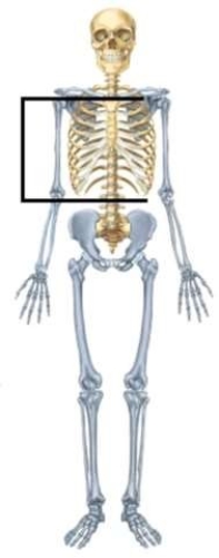 <strong>The thoracic cage contains the </strong> A) frontal, zygomatic, and mandible. B) ileum, ischium, and pubis. C) clavicle, scapula, and sternum. D) sternum, ribs, and costal cartilages.