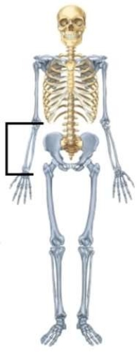 <strong>Which bones are highlighted? </strong> A) Ulna and radius B) Tibia and fibula C) Carpal and metacarpal D) Tarsal and metatarsal