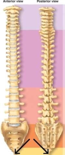 <strong>The arrows in the diagram are pointing to which part of the spine? </strong> A) Coccyx B) Axis C) Atlas D) Sacrum