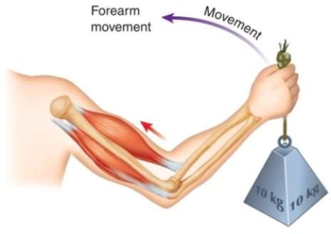 <strong>In the illustration, which part of the arm is relaxed? </strong> A) Biceps brachii B) Brachioradialis C) Deltoids D) Triceps brachii