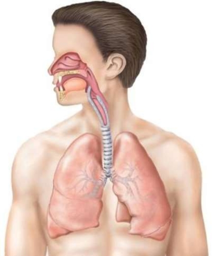 <strong>Which is NOT a part of the respiratory tract? </strong> A) Soft Palate B) Frontal Sinus C) Epiglottis D) Tonsils
