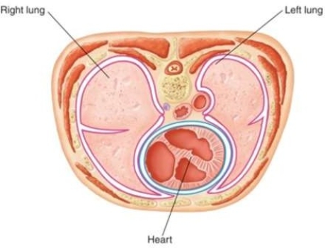 <strong>The area highlighted in blue that immediately surrounds the heart is called the </strong> A) pleural cavity. B) visceral pleura. C) parietal pleura. D) pericardial cavity.