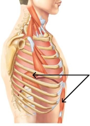 <strong>The indicated muscles contract during </strong> A) regular expiration. B) regular inspiration. C) hyperventilation. D) labored breathing.