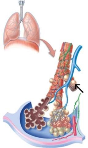 <strong>The arrow in this image is pointing to </strong> A) a lymph node. B) an alveolar sac. C) a terminal bronchiole. D) an alveolus.