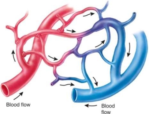 <strong>The normal flow of blood from the heart through the body moves through the following vessels in this order: </strong> A) arterioles, arteries, capillaries, veins, venules. B) veins, venules, capillaries, arterioles, arteries. C) arteries, arterioles, capillaries, venules, veins. D) venules, veins, capillaries, arteries, arterioles.