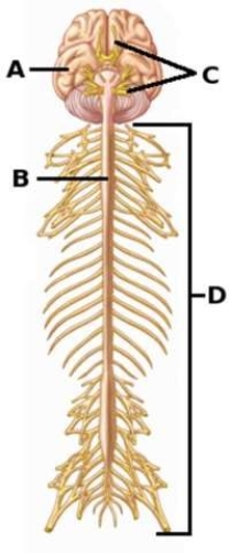 <strong>The parts of the peripheral nervous system are </strong> A) B and D. B) A and B. C) C and D. D) A and C
