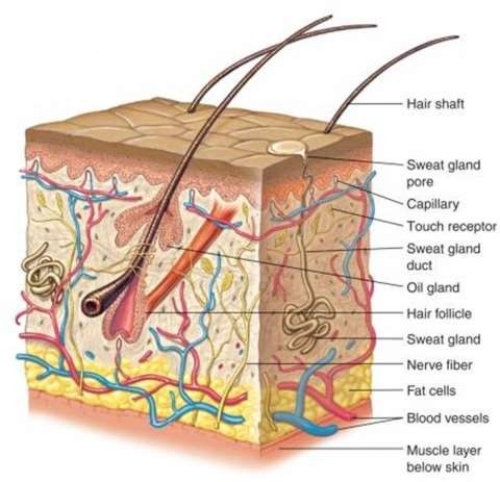<strong>Which of these is found in the epidermis? </strong> A) Sweat gland pores B) Sweat gland duct C) Touch receptor D) Nerve fiber