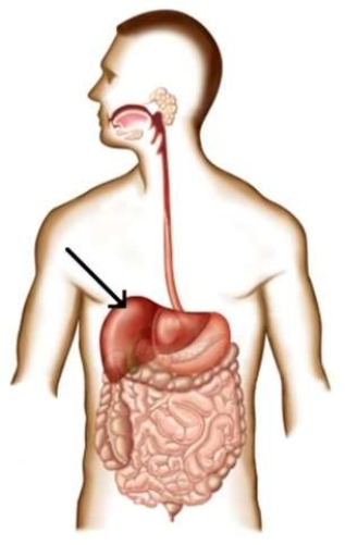 <strong>What is the function of the organ indicated in this image? </strong> A) Serve as the main site of food absorption B) Absorb water and minerals C) Detoxification and glycogen storage D) Produce and release digestive enzymes