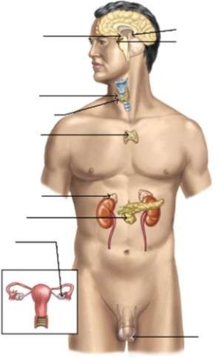 <strong>The body system indicated here is responsible for </strong> A) removing body wastes and assisting in regulating blood pressure. B) controlling the voluntary and involuntary activity of the body. C) manufacturing cells that allow continuation of the human species. D) secreting chemicals that stimulate many body functions.