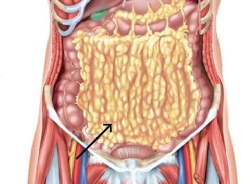 <strong>The structure indicated in this image is called the </strong> A) greater omentum. B) interior abdominal oblique. C) transverse abdominal muscle. D) diaphragm.